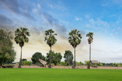 Scenic view of palm trees on field against sky