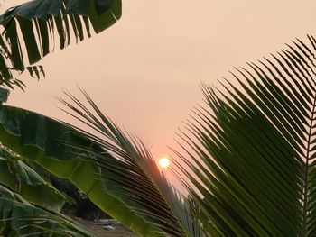 Low angle view of palm trees against sky during sunset