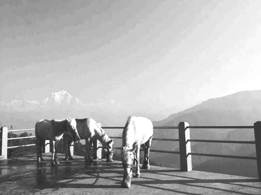 domestic animals, rear view, mountain, horse, railing, animal themes, full length, water, sky, mammal, standing, fence, men, sea, nature, day, clear sky, relaxation, tranquility