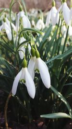 Close-up of white flowers