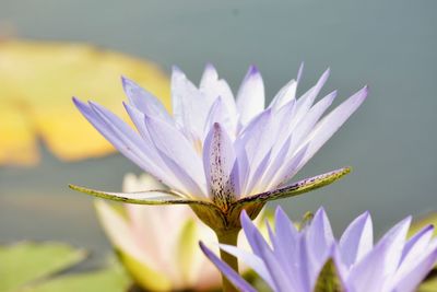 Close-up of water lily