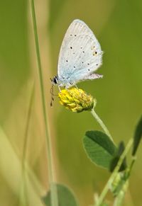 Close-up of insect on yellow flower