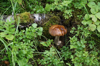 High angle view of mushrooms on field