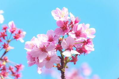 Close-up of pink cherry blossoms against sky