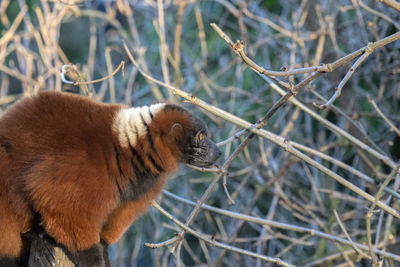 Close-up of horse on branch