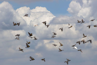 Low angle view of birds flying in sky