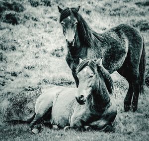 Horse on field