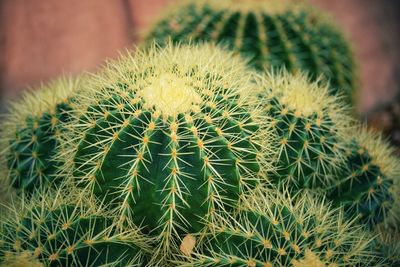 Close-up of cactus plant