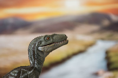 Close-up of lizard on rock