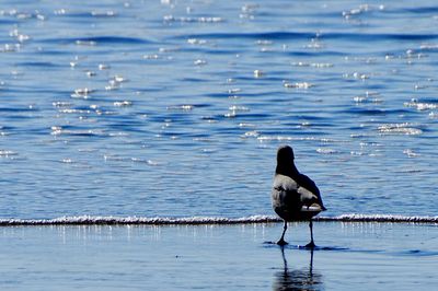 Bird perching on swimming in lake