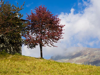 Tree on landscape against sky