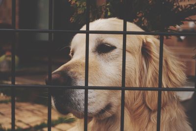 Close-up of a dog