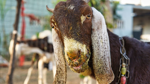 Contagious ecthyma infection in the mouth of a brown goat. mouth and foot common diseases of dairy g