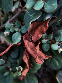 Close-up of maple leaves on plant