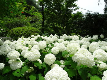 Close-up of flowers growing in park