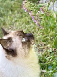 Close-up of a cat