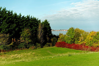 Trees on field against sky