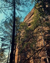 Low angle view of trees in forest against sky