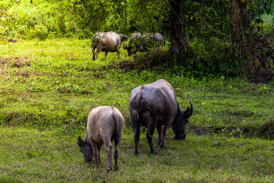 Water buffalo standing in a field