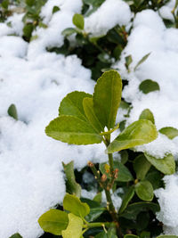 Close-up of frozen plant on field