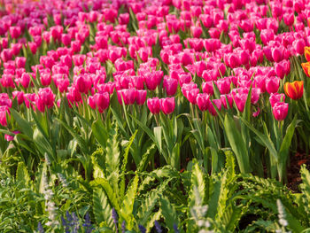 Close-up of pink tulip flowers on field