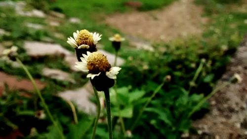 Close-up of flower blooming on field