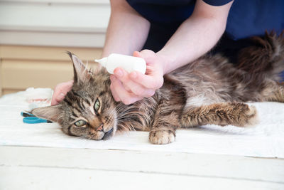 A veterinarian puts drops against ear mites into the ears of a maine coon cat, prevention diseases