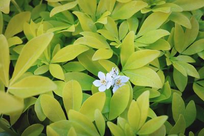 High angle view of white flowering plants