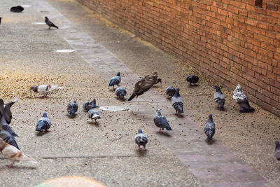 High angle view of pigeons perching on footpath