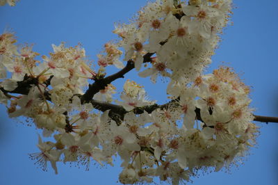 Low angle view of cherry blossoms against clear sky