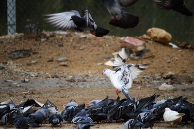 View of pigeons on land