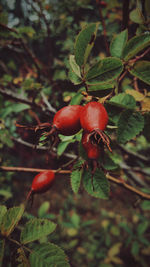 Close-up of red berries growing on tree