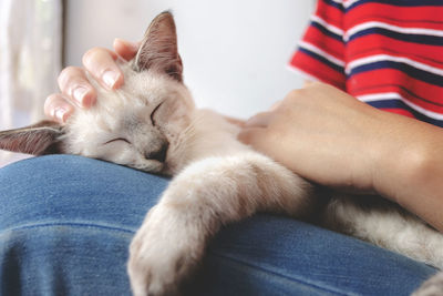 Midsection of a cat