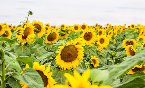 Close-up of yellow flowering plants