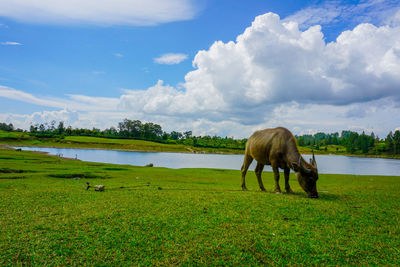 Horses grazing in a field