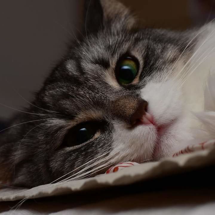 CLOSE-UP PORTRAIT OF CAT AT HOME