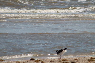 Bird on beach