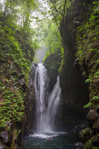 Scenic view of waterfall in forest