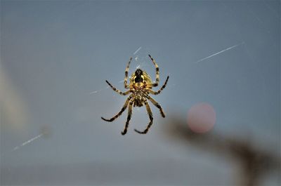 Close-up of spider