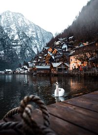Swan swimming in lake against snowcapped mountains