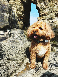 Portrait of dog on rock