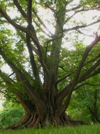 Low angle view of trees in forest