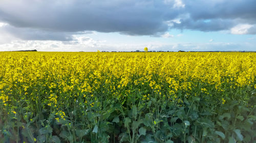 Scenic view of oilseed rape field against sky