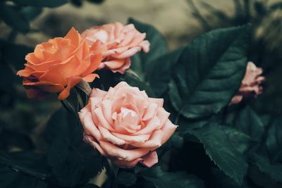 Close-up of roses on plant