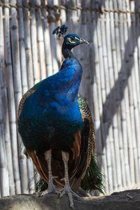 Close-up of peacock perching on wood
