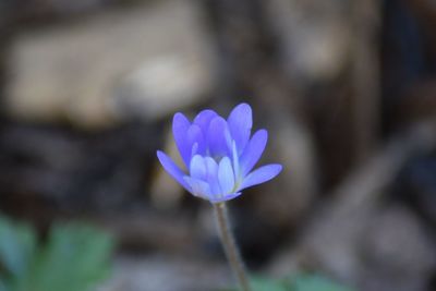 Close-up of purple crocus flower