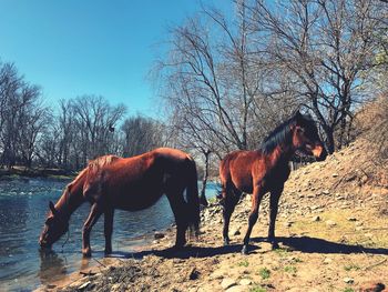 Horses on a field