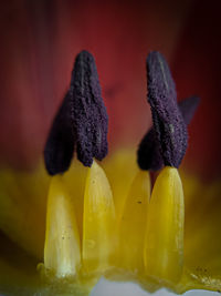Close-up of yellow flowering plant