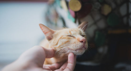 Close-up of hand holding cat