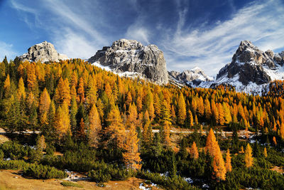 Panoramic view of trees and mountains against sky